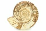 Polished Jurassic Ammonite (Kranosphinctes?) - Madagascar #290774-1